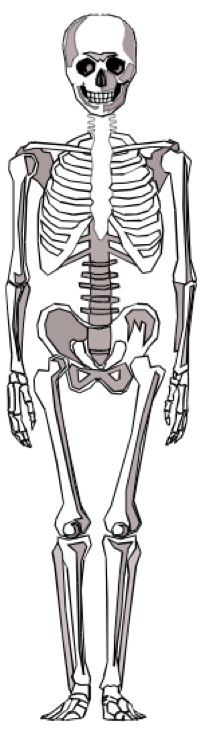 skeleton